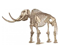 mastodon.png