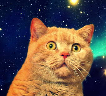 Cat Content – Weg  mit den Katzenbildern! [Kommentar]