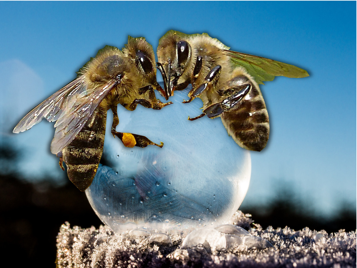 bees in ice bees in ice