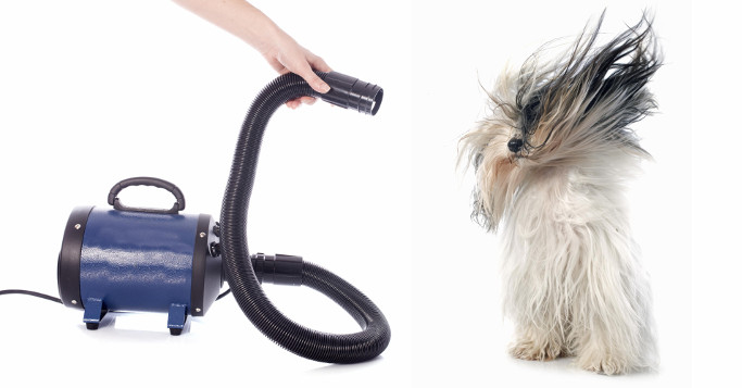 dog with vacuum cleaner