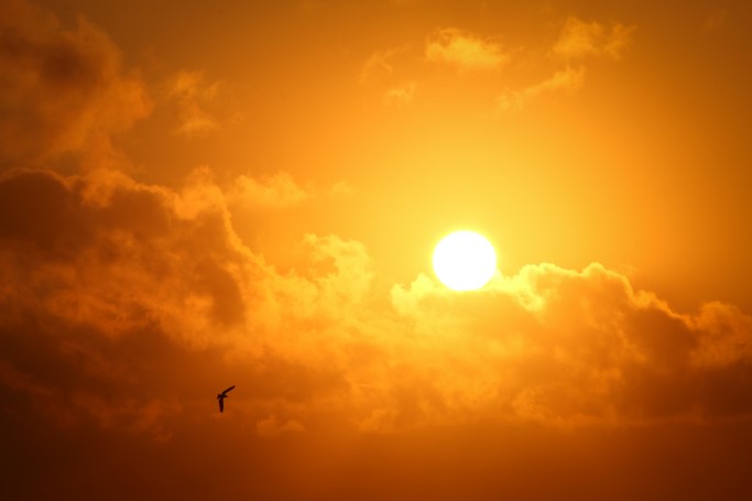 sonne, dammerung, wolken, vogel