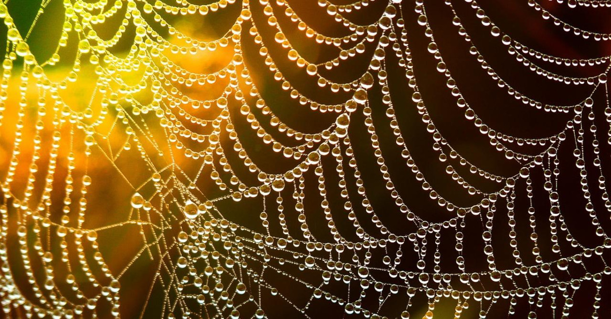 Marken als Netzwerker auf Service Plattformen Spinnennetz