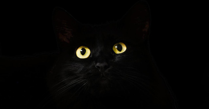 Dark Mode Schwarzsehen Trend Katzenaugen