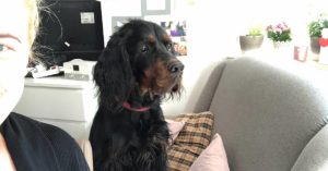 Co(rona)-Working-Space: Endlich ein Bürohund [Teil 8]