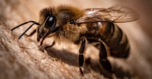 Coronatest mal anders: Bienen übernehmen die Arztrolle [Netzfund]