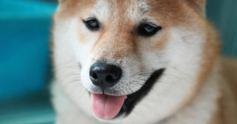 Dogecoin: Very Trend. Much wow. What do?